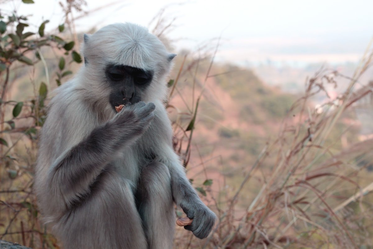 Zwierzęta i wścieklizna - Gambia