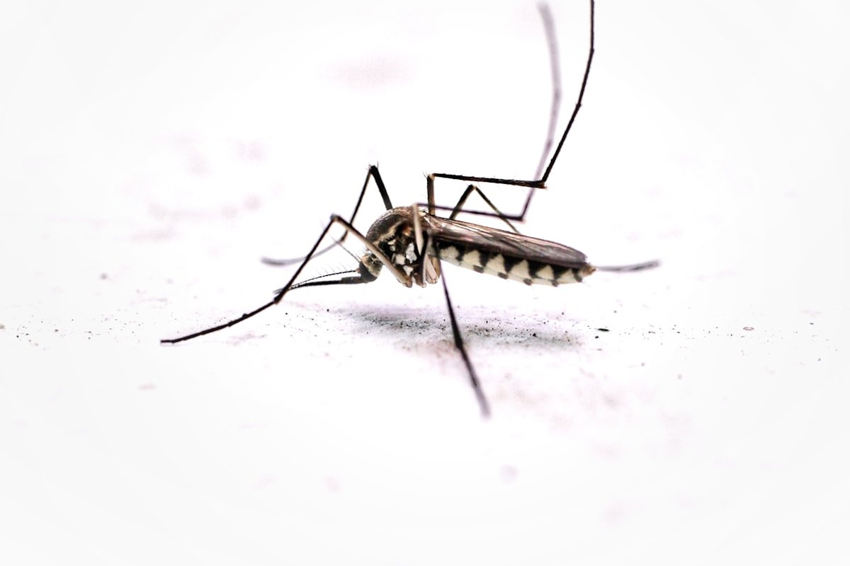 Malaria i komary - Gambia