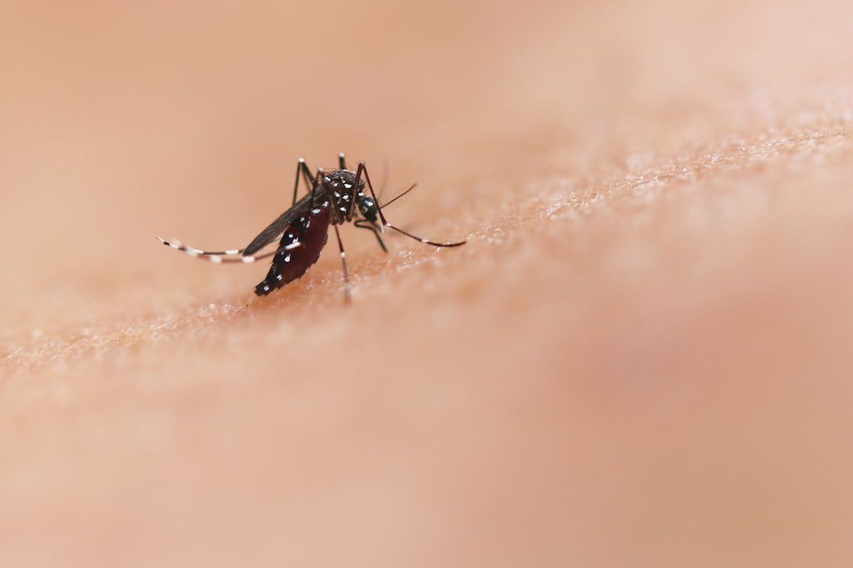 Malaria i komary - Kamerun