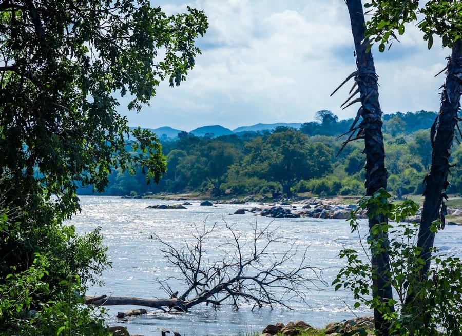 Zwierzęta, opieka i ubezpieczenie - Malawi