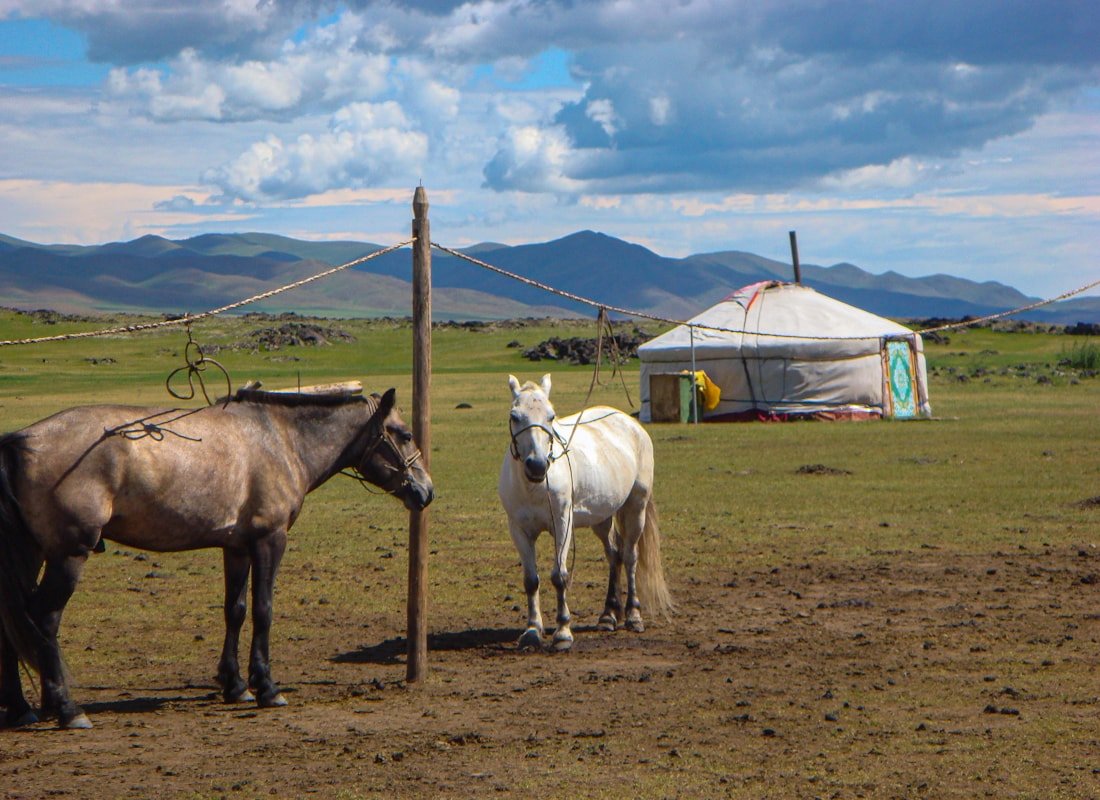 Zwierzęta: wścieklizna i więcej - Mongolia