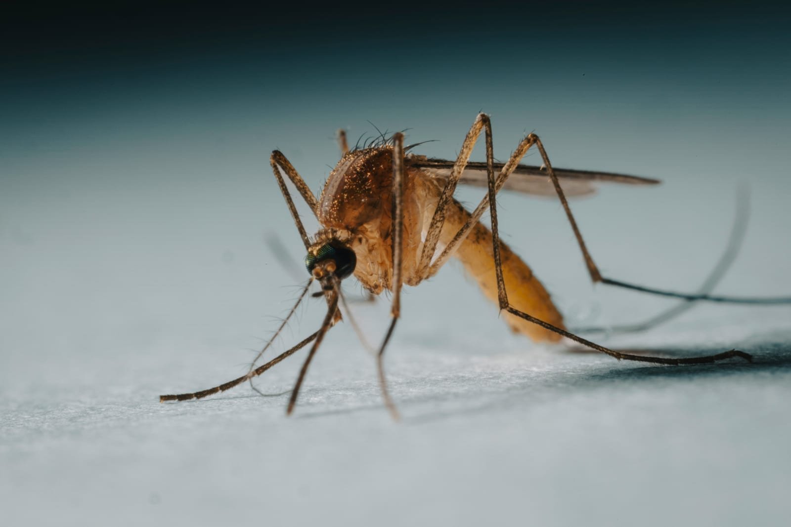 Malaria tylko na północy - Namibia