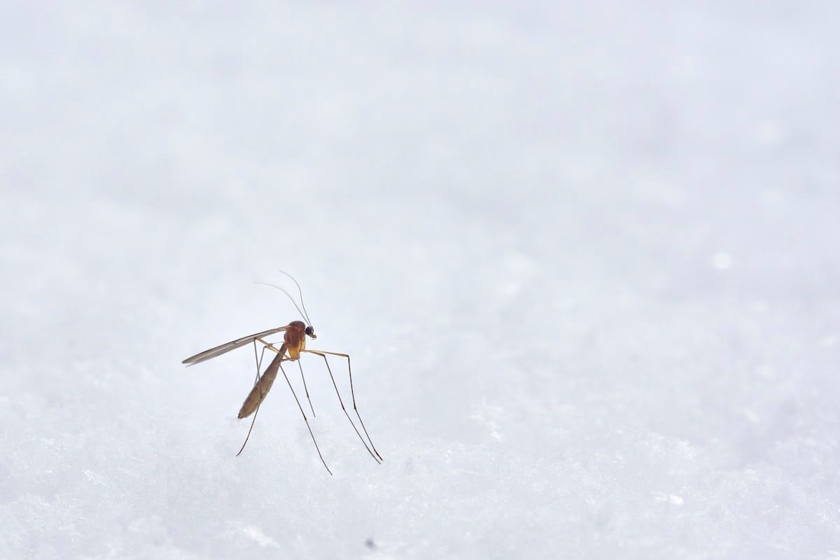 Malaria i komary - Nigeria