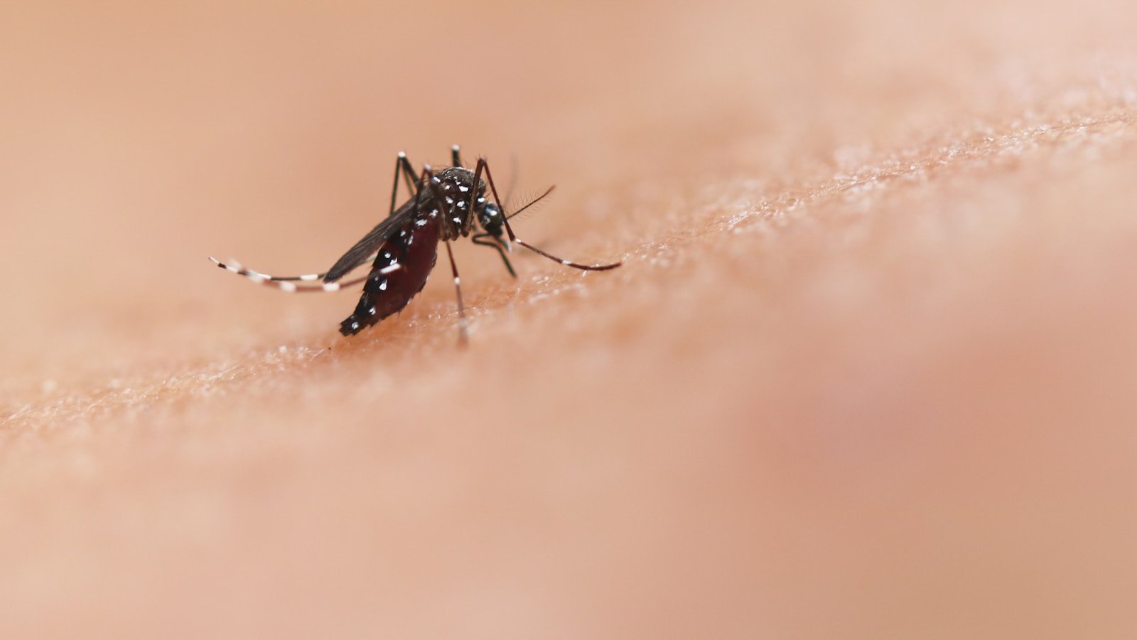 Komary, denga i chikungunya - Sri Lanka