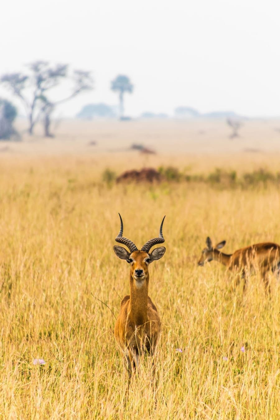 Goryle, safari i zwierzęta - Uganda